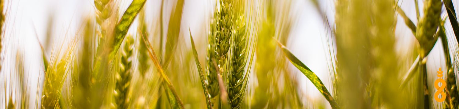 close up of a wheat crop