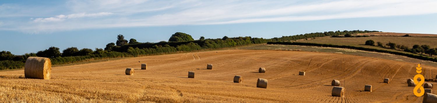 Wheat field on a sunny day