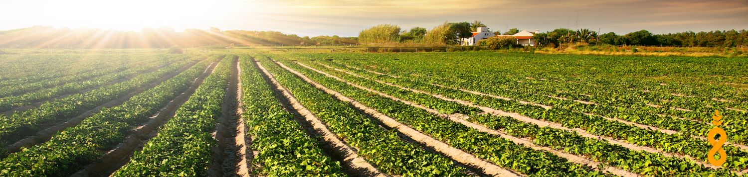 crops at dusk