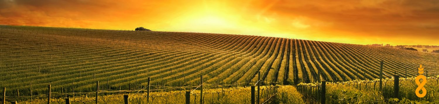 Crops on a farm at sunset