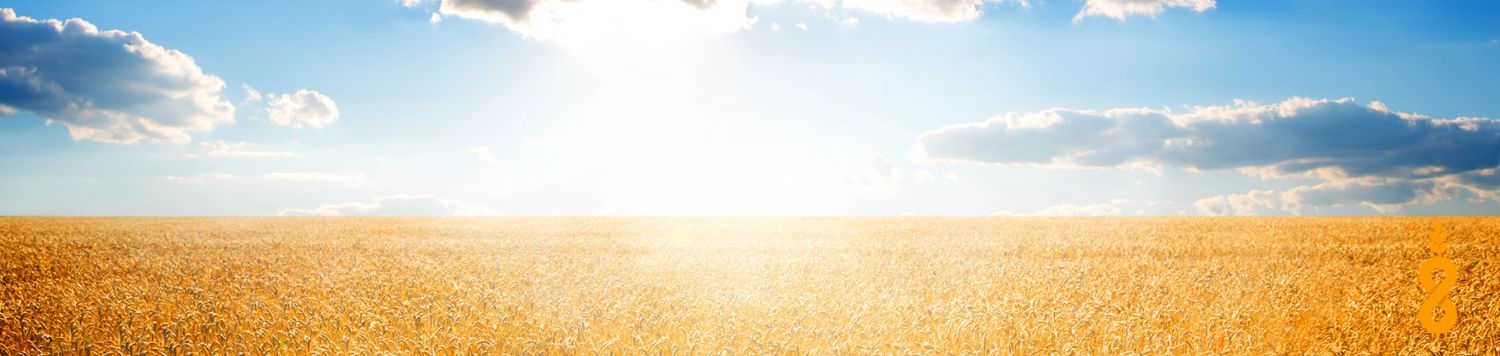 Wheat Field at Sunrise